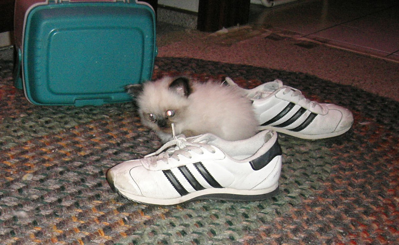 w2976 MG is big as a shoe.jpg 201.2K